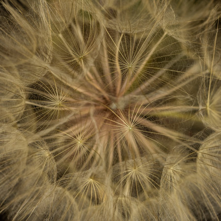 Golden Detail In Large Dandelion in Yellowstone national parkの写真素材