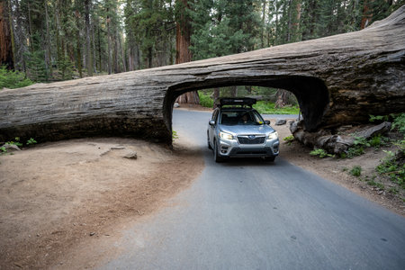 Sequoia National Park, United States: June 13, 2022: Silver Subaru Forester Drives Through Tunnel...
