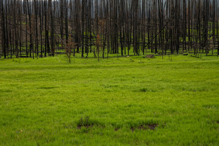 Green Grass Along Burn Area In The Kawuneechee Valley in Rocky Mountain National Parkの写真素材