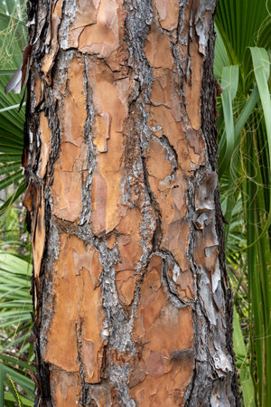 Texture of Pine Tree Bark in coastal prairieの写真素材