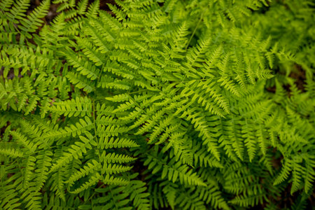 Happy Ferns Spread Across the Forest Floor in Sequoia National Parkの写真素材