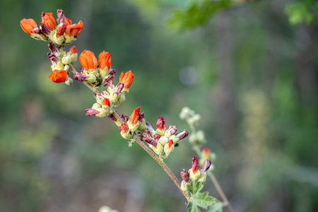 Branch of Globemallow Flowers Stretch Across Image with selective focusの写真素材