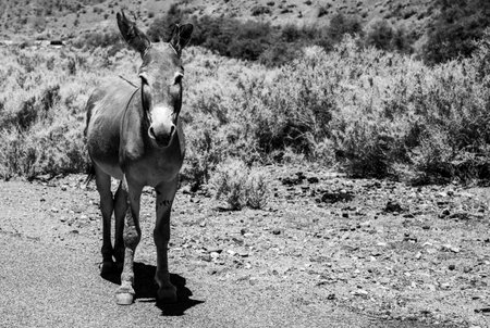 Black and White Wild Donkey In Death Valley National Parkの写真素材