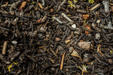Close Up of Forest Floor background imageの写真素材