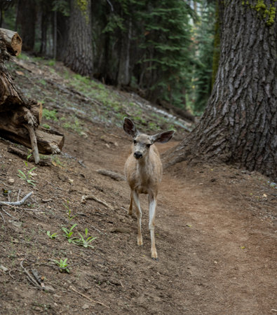 Deer Tilts Head to Side as it Approaches on Trail in Sequoia