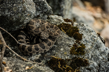 Rattlesnake coiled up under a rock along the Tuolumne river trail in Yosemiteの写真素材