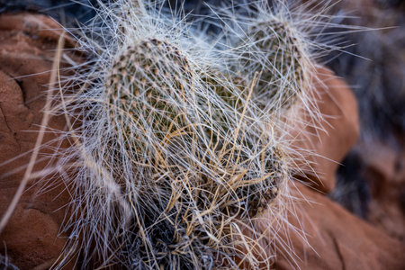 Long Spined Prickly Pear Cactus in Canyonlands National Parkの写真素材