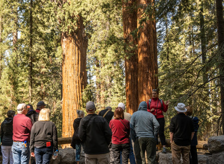 Sequoia Natonal Park, United States: June 14, 2022: Tour Guide Discusses The General Sherman Tree In Sequoia National Parksのeditorial素材