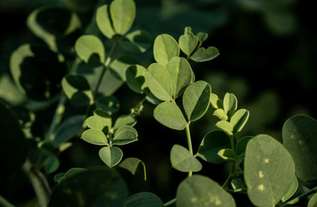 Brght Green Manzanita Leaves Catch Morning Light In Yosemite National Parkの写真素材