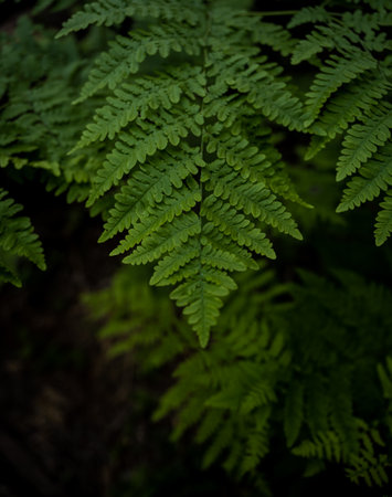 Bright Green Leaves of Fern Fade Into the Shadows Below in Kings Canyon