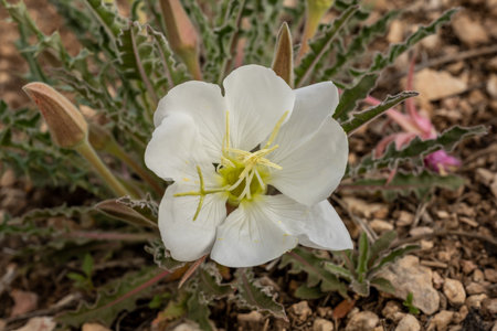 Close up of Single Evening Primrose Blossom in Mesa Verde National Parkの写真素材