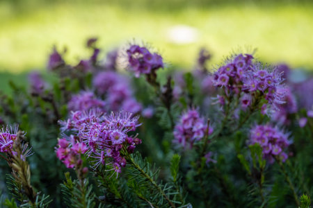 Mountain Heath Blooms In Lassen Volcanicの写真素材