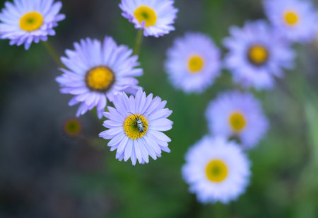 Insect Rests on Aster Flower in Yosemite with selective focus