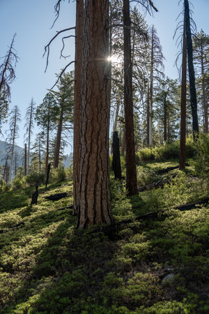 Sunburst Near Lodgepole Pine In Kings Canyon National Parkの写真素材