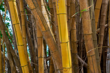 Stalks of yellow bamboo grow along the coast in Costa Ricaの写真素材