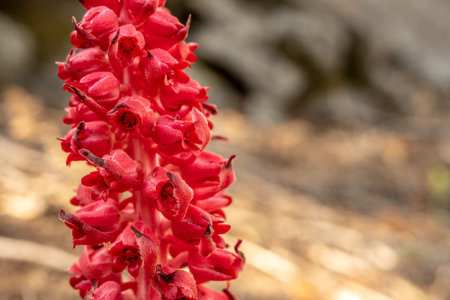 Close Up on Petals of Red Snow Plant with copy space to rightの写真素材