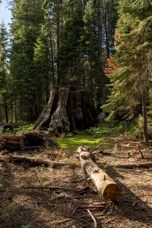 Big Stumps of Sequoias in Area Devastated by Deforestation Before it Became a National Parkの写真素材