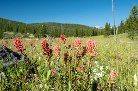 Paintbrush Blooms With Other Wild Flowers In Open Meadow In Yellowstone National Parkの写真素材