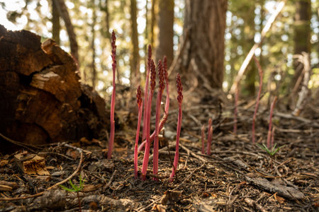 Pinedrop Plants Grow Along Trail In Crater Lake National Parkの写真素材