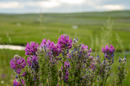 Purple Lupine Grow On The Edge Of The Road Overlooking Hayden Valley's creeks and meadowsの写真素材