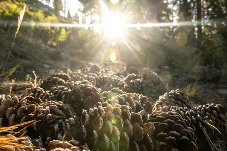 Sunburst Over Pile of Pine Cones on the way to Kennedy Pass in Kings Canyonの写真素材