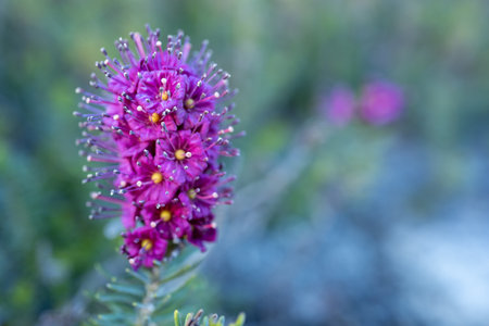 Beautiful Pink Blooms of Phacelia In Summer with copy spaceの写真素材