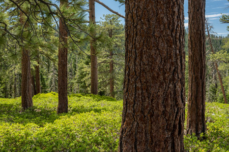 Bright Green Manzanita Covers The Forest Floor Below Lodgepole Pines in Yosemite