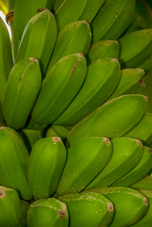 Tight bunches of bananas grow on the tree in Costa Ricaの写真素材
