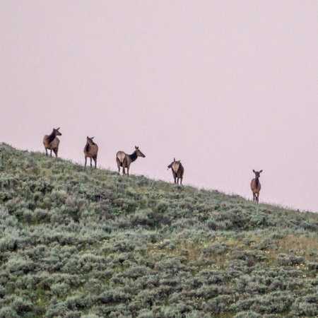 Five Female Elk Graze At Sunset In Yellowstone National Parkの写真素材
