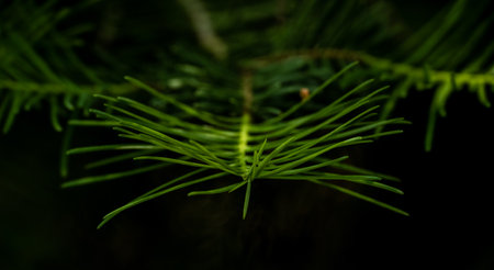 Tip of Pine Needles against dark backgroundの写真素材