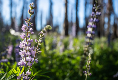 Arching Blossom of Lupine Wildflower with copy space to rightの写真素材