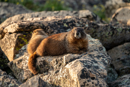 Mother Marmot Looks At Camera With Baby In the Background in Rocky Mountain National Parkの写真素材