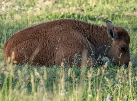 Baby Bison Nibbles On Grass While Laying Down in Yellowstone Fieldの写真素材