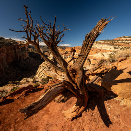 Cassidy Arch Seen Through The Dry Remains of a Tree along edge of cliff in Capitol Reef National Parkの写真素材