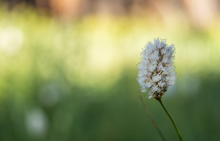 American Bistort Blooms With Copy Space To Leftの写真素材