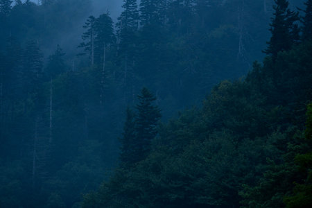 Single Pine Sticks Out From The Deep Green Ridge on foggy morning in Newfound Gap