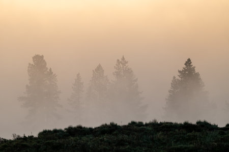 Lurking In The Fog