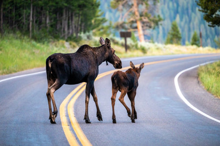 Mama Moose Scoots Calf Off of Road in Grand Teton National Parkの写真素材