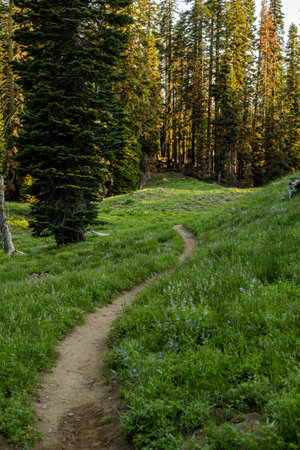 Wildflowers Fill Meadow On Either Side of Narrow Trail in Lassen Volcanicの写真素材