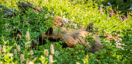 Cinnamon Black Bear Grazing For Food In Wild Flowers in Grand Teton National Park