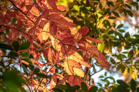 Leaves Fading From Red to Yellow In Late Fall in the Smokies