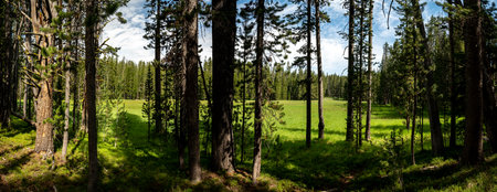 Looking Out Onto A Grassy Meadow From The Forestin Yellowstone