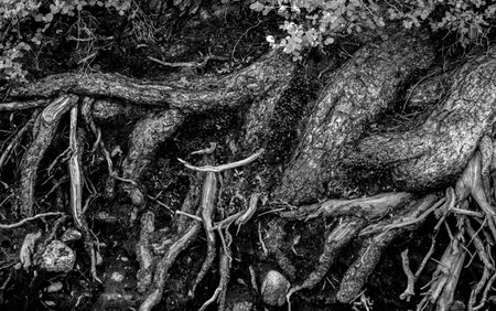 Black And White Exposed Roots Along Creek Edge in Yosemiteの写真素材