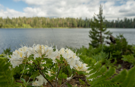 Azalea Blossoms Open in Front of Laurel Lake in Yosemite National Parkの写真素材