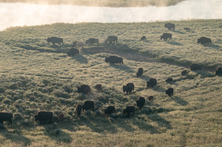Herd Of Bison Move Across The Bottom Lands In Hayden Valley in Yellowstoneの写真素材