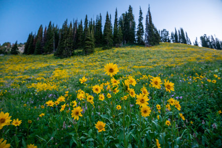 Gold In The Hills of meadow in Grand Teton National Parkの写真素材