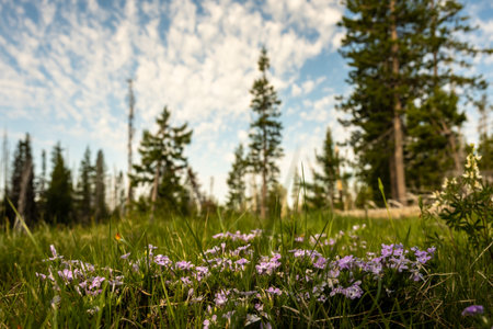 Mountain Phlox Grows In The Grass Along Trail In Backcountry of Crater Lake National Parkの写真素材