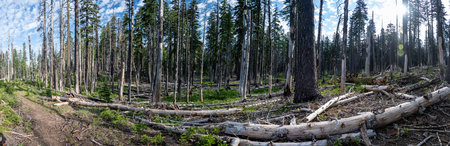 Trail Passing Debris Filled Forest Full of Downed Trees in Crater Lake National Parkの写真素材