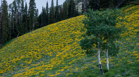 Aspen Trees Stand Along On Hillside Of Yellow Wild Flowers in Grand Teton National Parkの写真素材