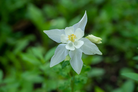 White Columbine Flower with Soft Petals and Selective Focus in Grand Teton National Parkの写真素材
